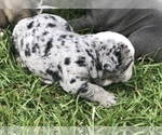 Small Photo #4 Olde English Bulldogge Puppy For Sale in WALTERBORO, SC, USA
