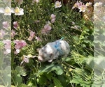Small Photo #12 Bullhuahua-Chihuahua Mix Puppy For Sale in RAWSONVILLE, MI, USA