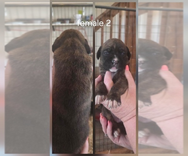 Medium Photo #4 Boxer Puppy For Sale in COXS CREEK, KY, USA