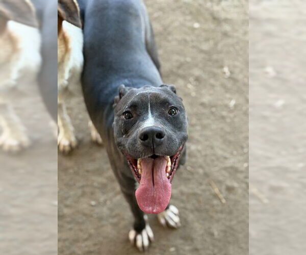 Medium Photo #1 Mutt Puppy For Sale in Riverside, CA, USA