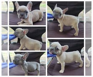 French Bulldog Puppy for sale in COLORADO SPRINGS, CO, USA