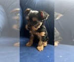 Small Photo #3 Yorkshire Terrier Puppy For Sale in REDMOND, WA, USA