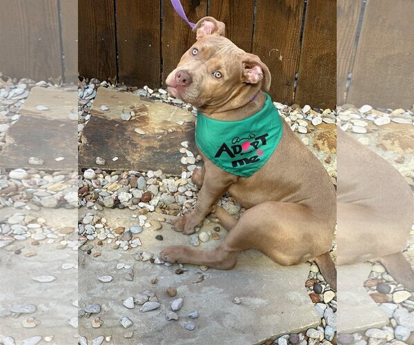 Medium Photo #7 American Staffordshire Terrier-Unknown Mix Puppy For Sale in Euless, TX, USA