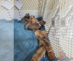 Small Photo #7 Phu Quoc (Vietnam Island) Ridgeback Puppy For Sale in HELOTES, TX, USA