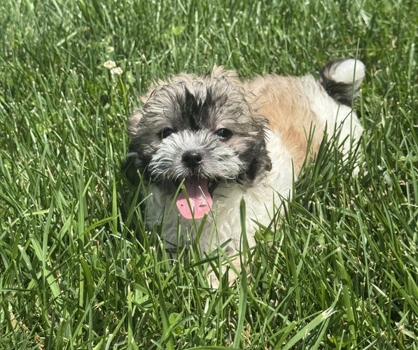 Medium Photo #4 Zuchon Puppy For Sale in CANOGA, NY, USA