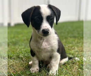 Mutt Dogs for adoption in Canton, CT, USA