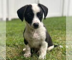 Small Mutt