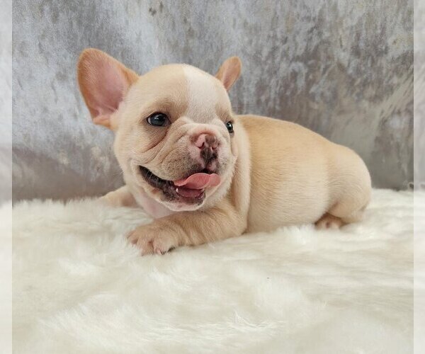 Medium Photo #2 French Bulldog Puppy For Sale in NEW YORK, NY, USA