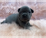 Small Photo #2 French Bulldog Puppy For Sale in HARROLD, SD, USA