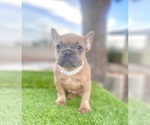 Small #8 French Bulldog