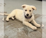 Small Photo #42 German Shepherd Dog Puppy For Sale in BRIGHTON, CO, USA