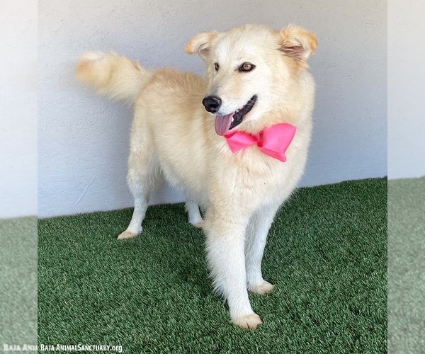 Medium Photo #2 Great Pyrenees-Samoyed Mix Puppy For Sale in San Diego, CA, USA
