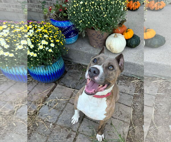 Medium Photo #6 American Pit Bull Terrier-Unknown Mix Puppy For Sale in Germantown, OH, USA