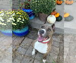 Small #5 American Pit Bull Terrier Mix