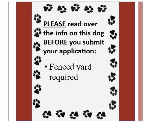 Medium Photo #4 Mutt Puppy For Sale in Fargo, ND, USA