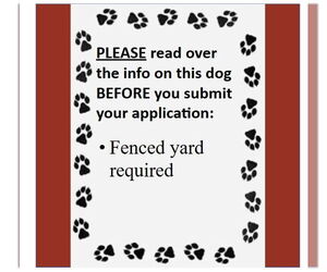 Mutt Dogs for adoption in Fargo, ND, USA