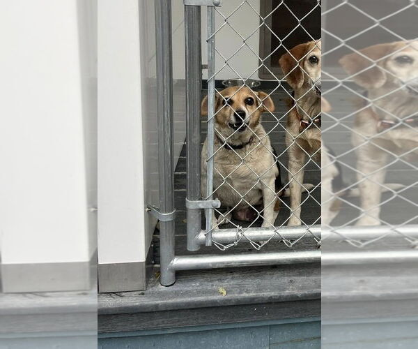 Medium Photo #6 Beagle-Unknown Mix Puppy For Sale in Hinton, WV, USA