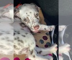 Small Photo #11 Dalmatian Puppy For Sale in RIDGELAND, MS, USA