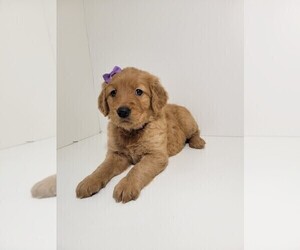 Golden Retriever Puppy for sale in ONTARIO, CA, USA