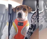 Small #11 Labrador Retriever Mix