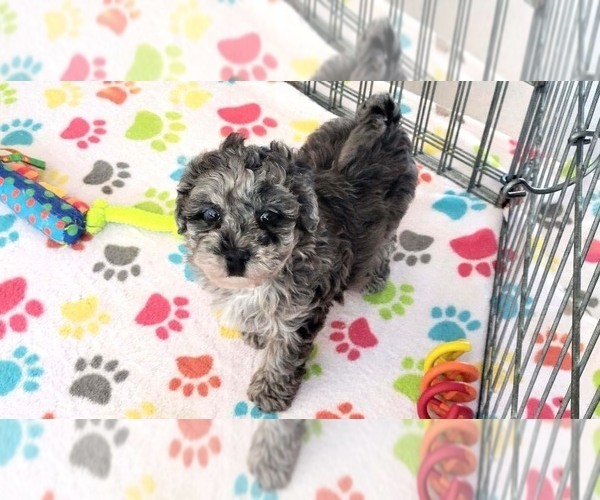 Medium Photo #2 Poovanese Puppy For Sale in ORO VALLEY, AZ, USA