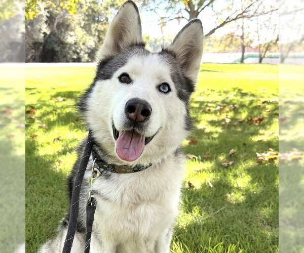 Medium Photo #3 Siberian Husky Puppy For Sale in Long Beach, CA, USA