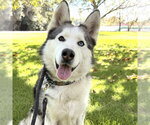 Small #2 Siberian Husky