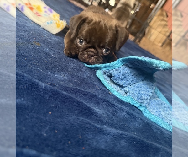 Medium Photo #7 Pug Puppy For Sale in BLOOMINGTON, IL, USA