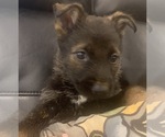 Small Photo #1 German Shepherd Dog Puppy For Sale in W WARWICK, RI, USA