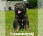 Small Photo #1 German Shepherd Dog-Sharberian Husky Mix Puppy For Sale in MULBERRY, FL, USA