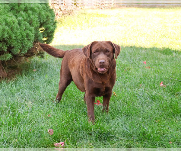 Medium Photo #1 Labrador Retriever Puppy For Sale in SYRACUSE, IN, USA