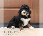 Small Bernedoodle (Miniature) (+ Poodle Miniature)