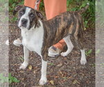 Small #1 American Staffordshire Terrier-Boxer Mix