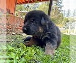 Small Photo #44 German Shepherd Dog Puppy For Sale in MARIPOSA, CA, USA