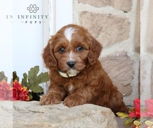 Cavapoo Puppy for sale in GORDONVILLE, PA, USA