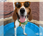 Small #8 Treeing Walker Coonhound Mix