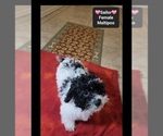 Sailor - Female Maltipoo (Miniature) Puppy for Sale - Photo #3