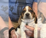 Puppy Blackie Basset Hound