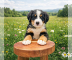 Small #3 Bernese Mountain Dog