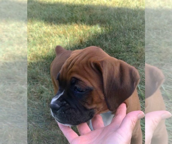 Medium Photo #6 Boxer Puppy For Sale in APPLE CREEK, OH, USA