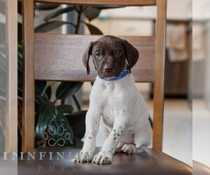 German Shorthaired Pointer Puppy for sale in COATESVILLE, PA, USA