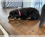 Small Photo #12 Rottweiler Puppy For Sale in NEW PORT RICHEY, FL, USA