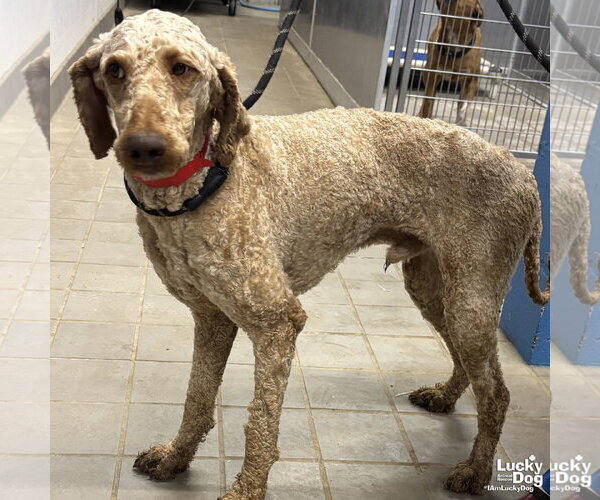 Medium Photo #1 Mutt Puppy For Sale in Washington, DC, USA