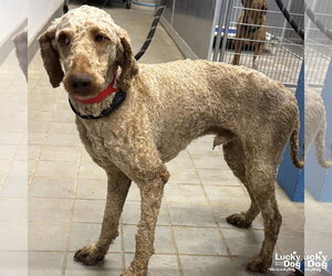 Mutt Dogs for adoption in Washington, DC, USA