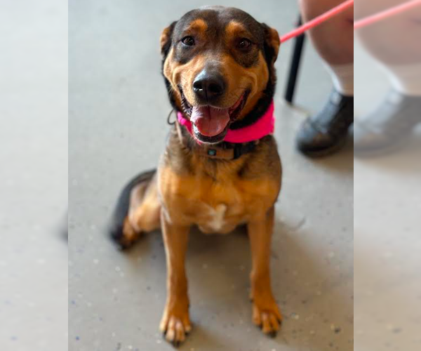 Medium Photo #7 Mutt Puppy For Sale in Brooklyn Center, MN, USA