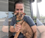 Small #3 Chihuahua