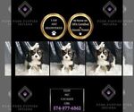 Puppy 16 Cavalier King Charles Spaniel