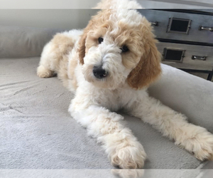 Goldendoodle Puppy for sale in WINSTON SALEM, NC, USA