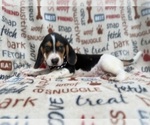 Small #3 Beagle
