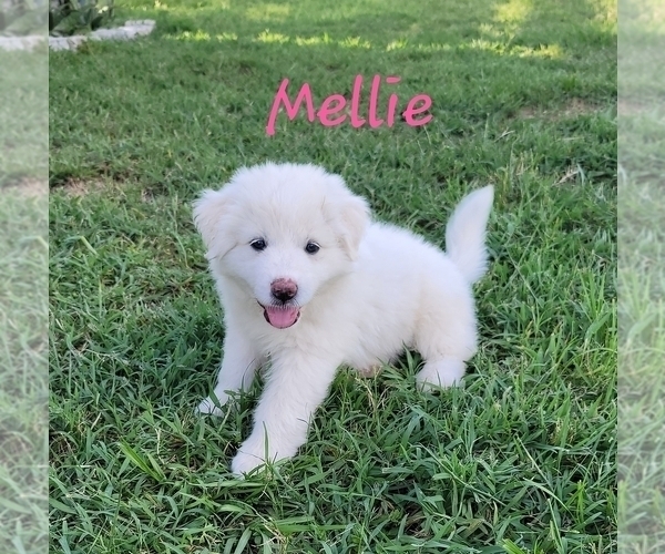 Medium Photo #1 Great Pyrenees Puppy For Sale in UMATILLA, FL, USA